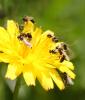 Tersilochinae inconnu